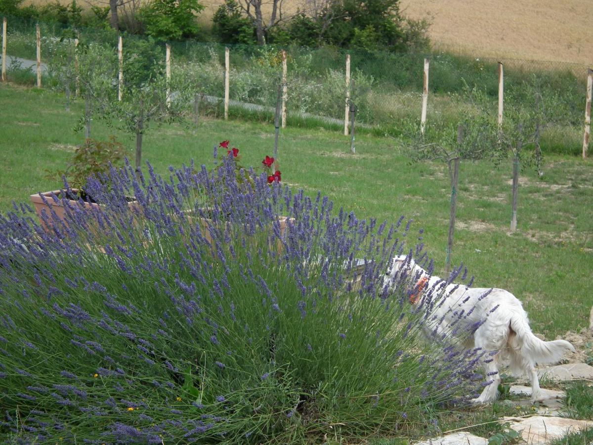 Bed and Breakfast Case Brizi Assisi Exterior foto